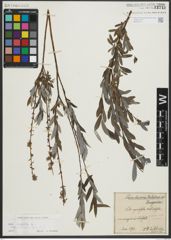 Foto von Salix repens subsp. rosmarinifolia (L.) Andersson